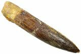 Fossil Sauropod Dinosaur (Titanosaur) Tooth - Morocco #369670-1